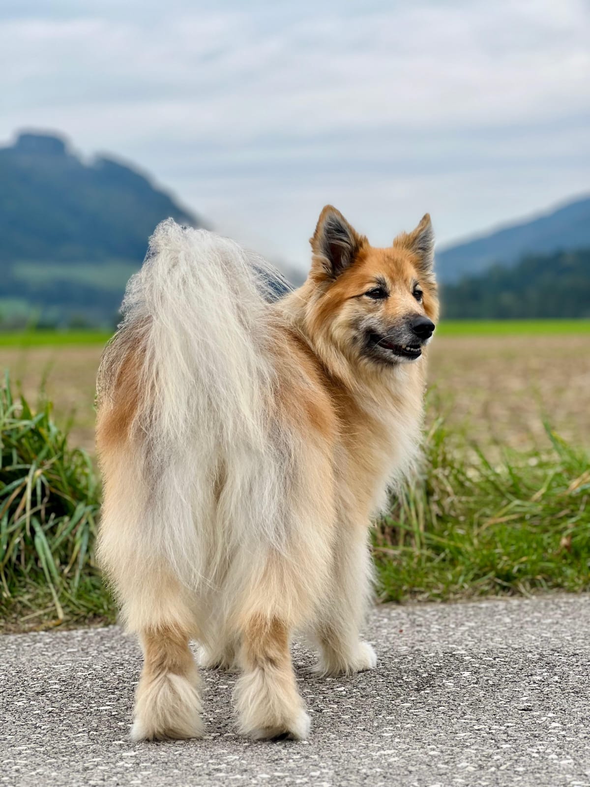 Professionelle Hundefellpflege