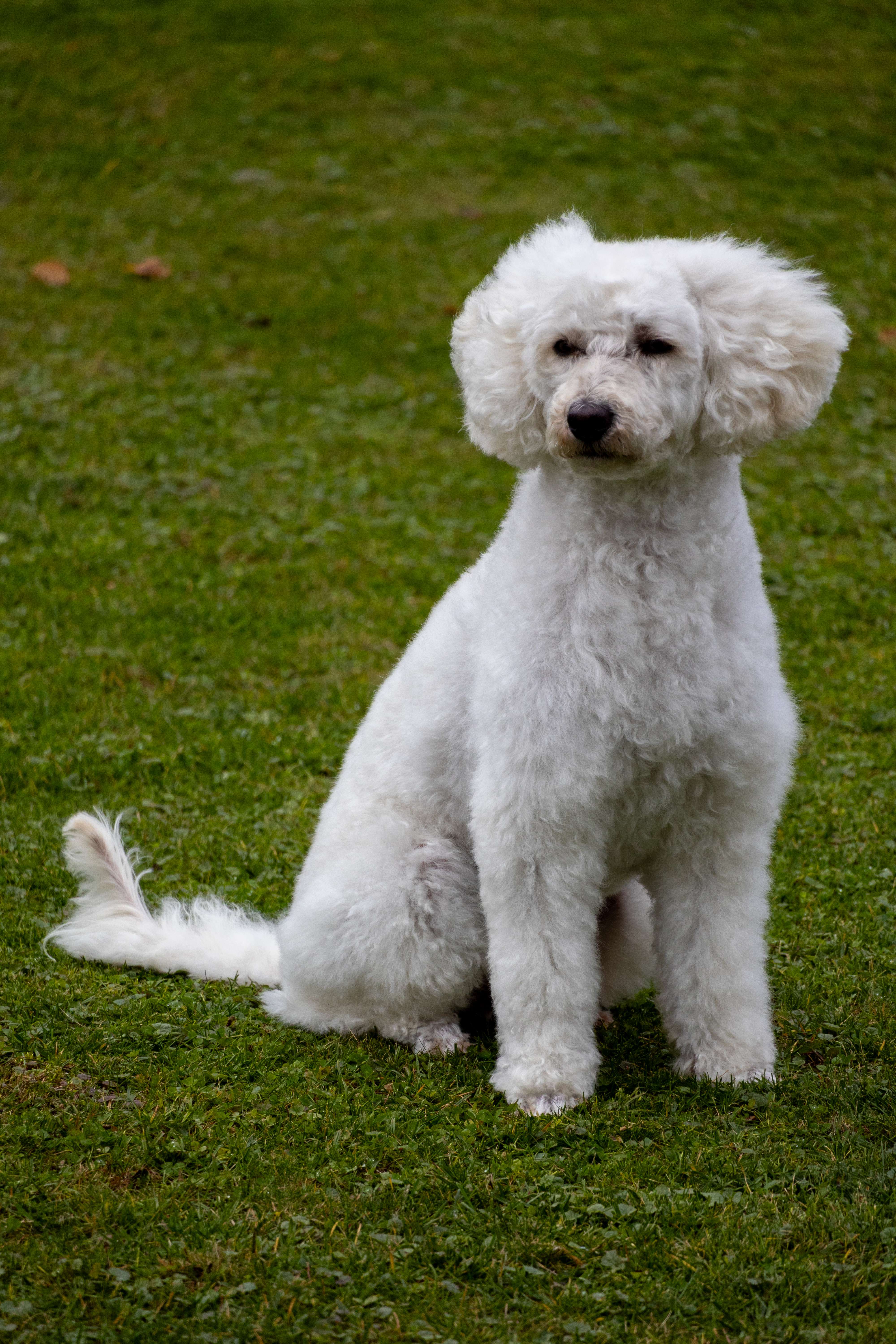 Deutscher Schäferhund - Vollservice