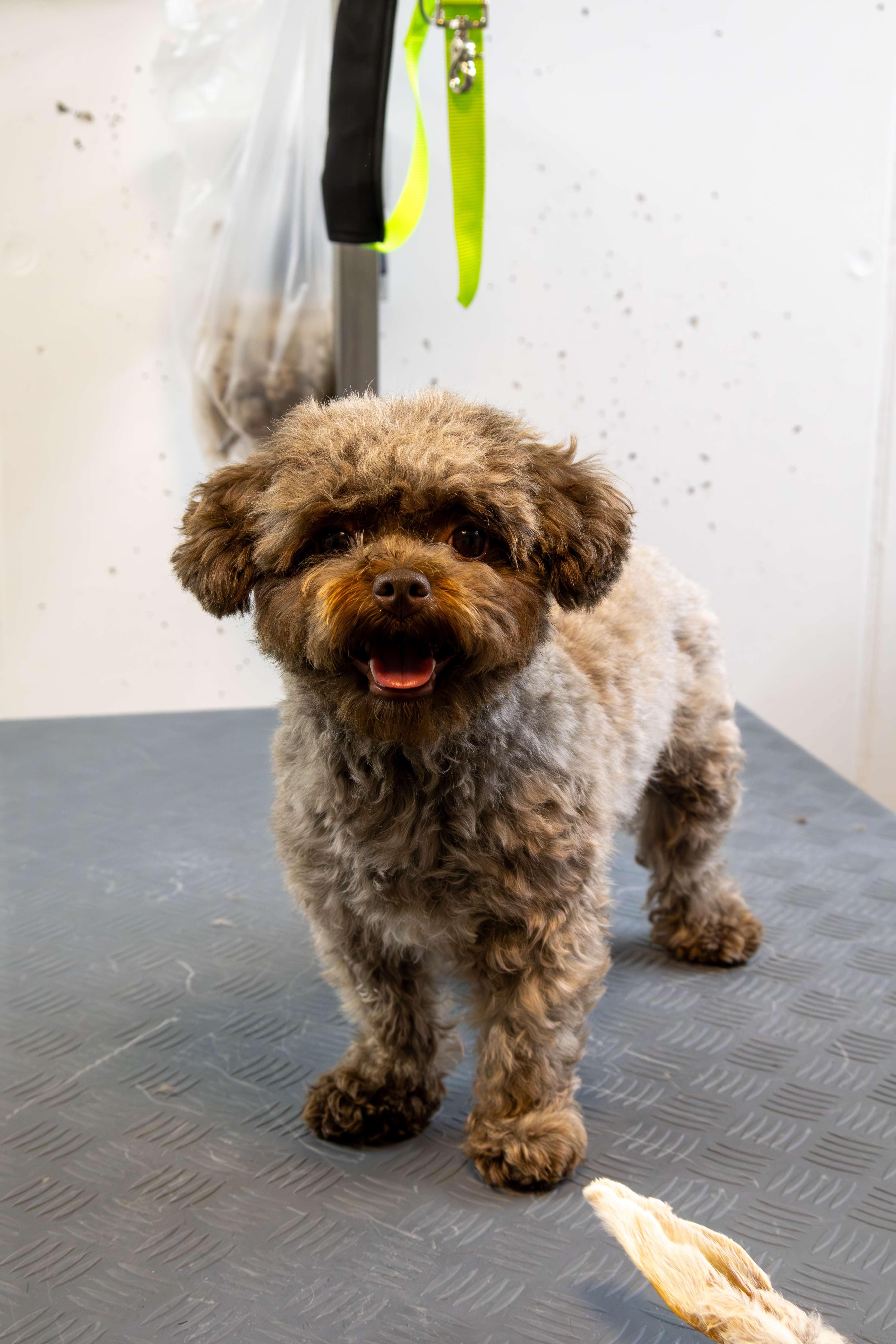 Golden Retriever - Vollständiges Grooming