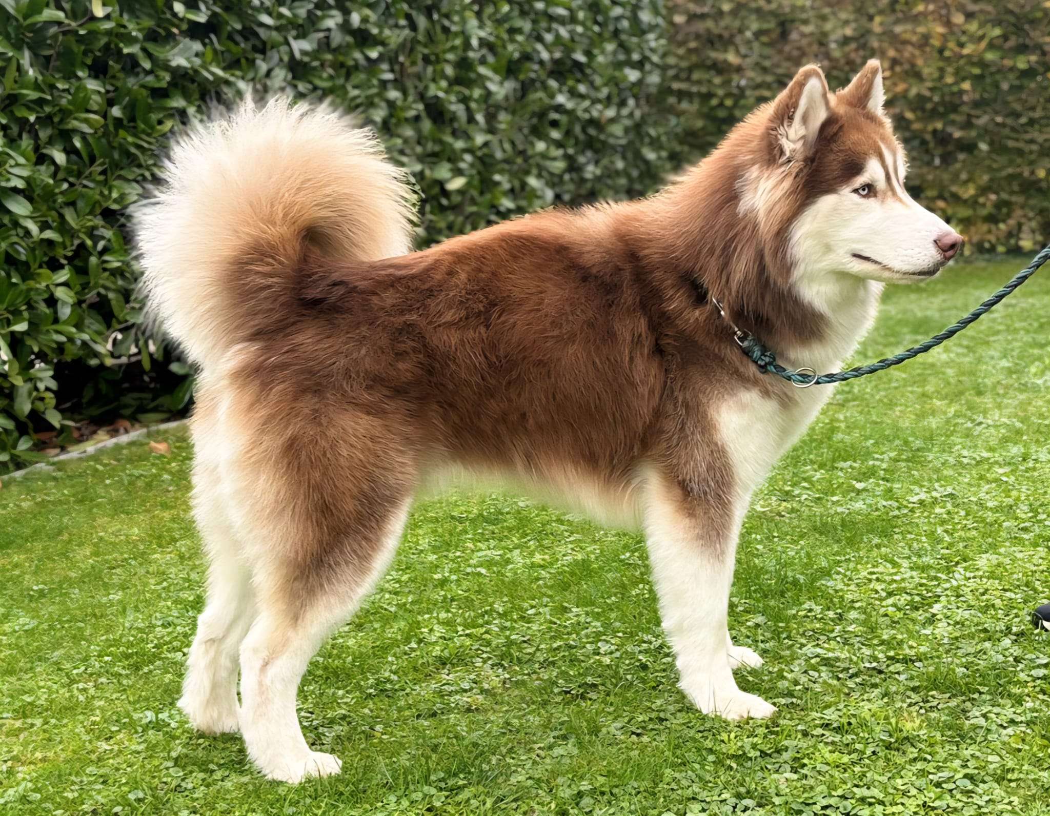 Labrador - Spa Behandlung